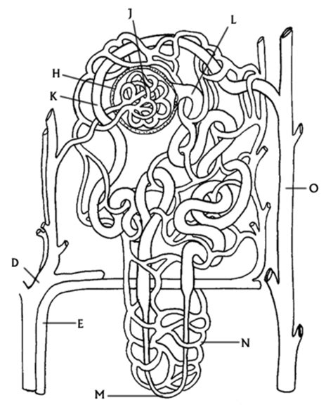 And Kidney Nephron Coloring Answers