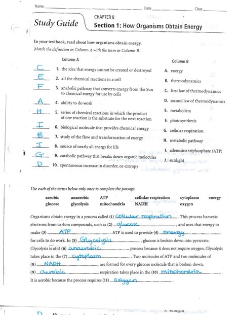 And Photosynthesis Study Guide Answers