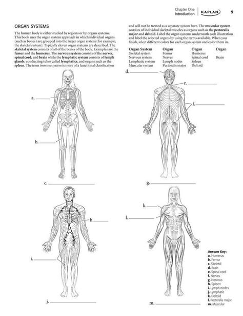 And Physiology Anatomy Workbook Human Answers