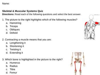 And Skeletal Muscular System Answers