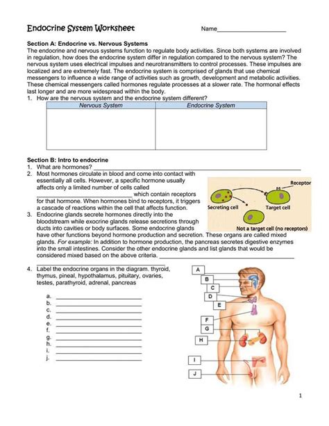And Workbook Systems Endocrine Digestive Answers
