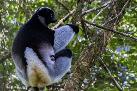 Andasibe; Madagaskar Gezisi Notları 3 GEZMEK GÜZEL. 
