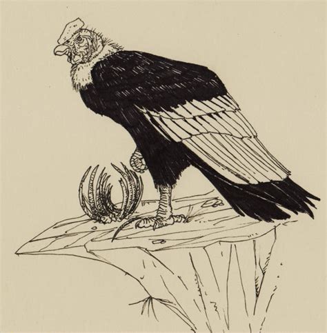 Andean Condor 00a by AtolmAzel on DeviantArt