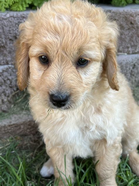 Andres Goldendoodle Puppies