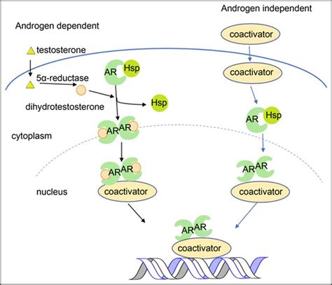 Androgens and androgen receptor action in skin and hair