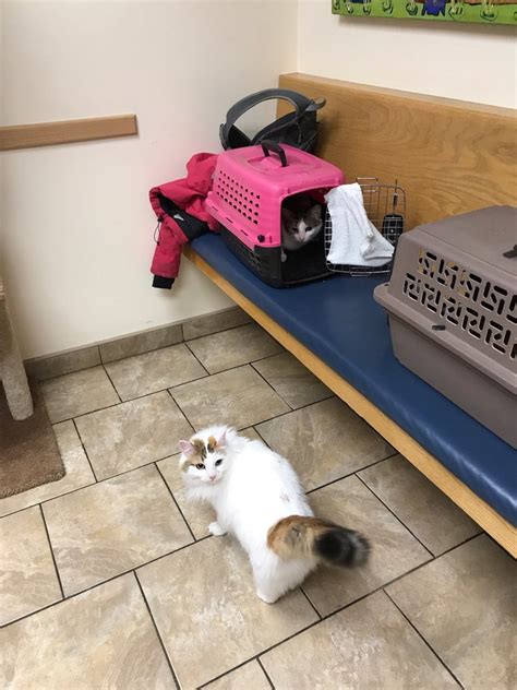 Androscoggin animal hospital. Your friends at Androscoggin Animal Hospital are ready with some tips and tricks to minimize those fur tumbleweeds on your floor and clothes. Read on to learn all about how to reduce how much your … 