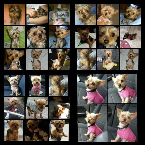 🍌 Andyrkitty Leaks [PPV] 75 Pics