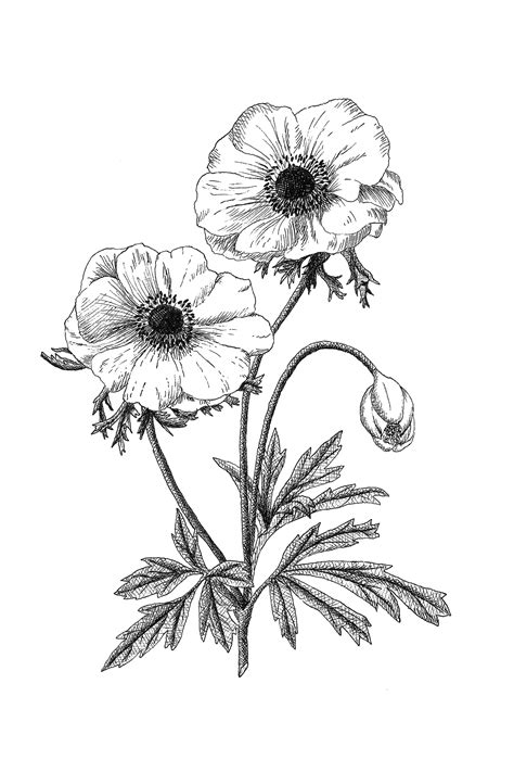 Anemone Drawing