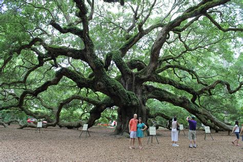 Angel Oak® Charleston, SC - Official Website