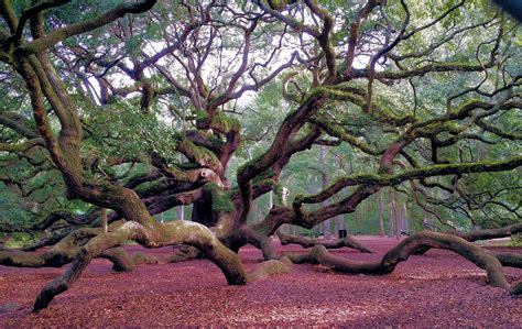 Angel oak tree johns island charleston. Jun 17, 2021 · The Angel Oak Tree, located on Johns Island, just 30 minutes away from downtown Charleston is a hidden gem you can’t miss. The old oak is so famous that it has even come to symbolize Charleston, even though it’s found south of the city. The Angel Oak Tree is estimated to be around 400 to 500 years old; however, some think it might be up to ... 