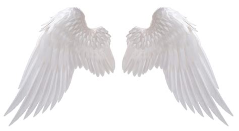 Angel wings transparent. Things To Know About Angel wings transparent. 