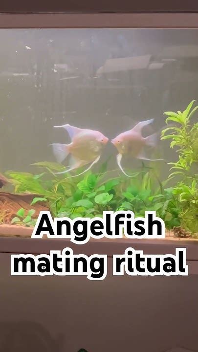 Angelfish Mating Ritual - YouTube