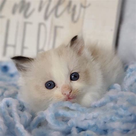 Welcome to AngelGirl Ragdolls where we guarantee the best quality ragdoll kittens in all of Virginia. With Champion bloodlines and a relentless focus on breeding healthy cats, we are the only ragdoll breeder that can fully endorse our kittens’ health. . 