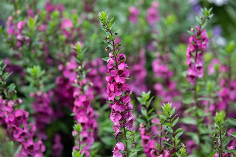 Angelonia pflanzen & pflegen - Engelsgesicht Anleitung Lubera®