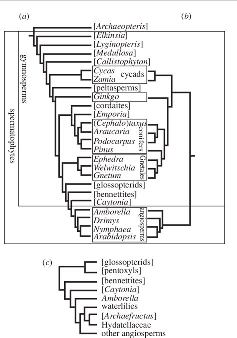 Angiosperm Classification Plantnetwork