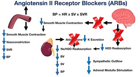 Angiotensin II receptor blockade and ventricular remodelling - Nagesh …