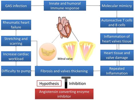 Angiotensin-Converting Enzyme Inhibitors (ACEIs), …