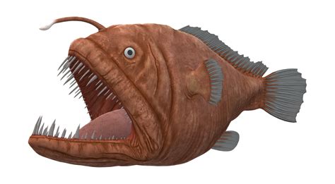 Angler. The Anglerfish or Angler is one of the Creatures in ARK: Survival Evolved. This section is intended to be an exact copy of what the survivor Helena Walker, the author of the dossiers, has written. There may be some discrepancies between this text and the in-game creature. Despite being described in its Dossier as being generally skittish, the Angler will attack the player and any tamed ... 