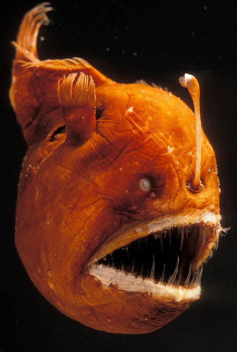 Angler Fish Mike White