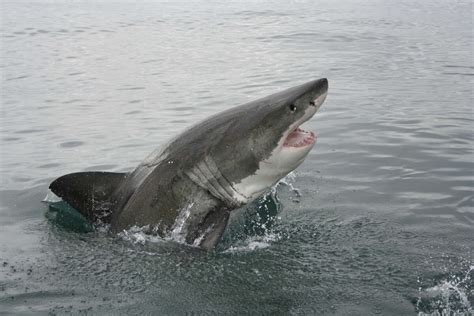 Anglers catch probable great white shark in Alabama