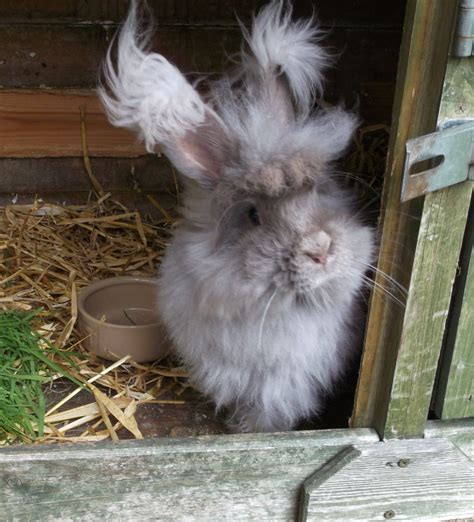 Angora Fur House Rabbit Society