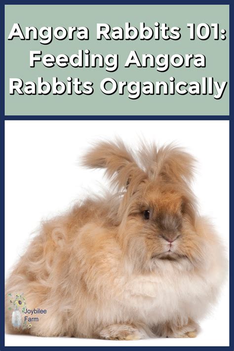 Angora Rabbits 101: Feeding Angora Rabbits Organically