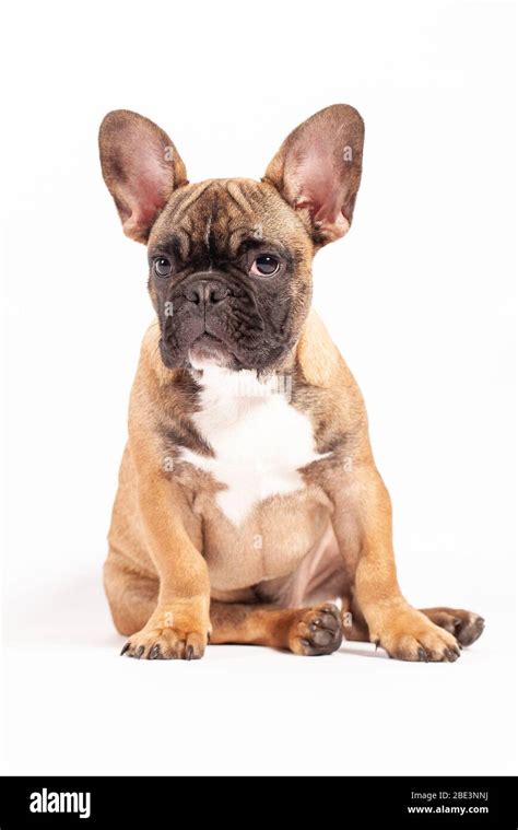 Angry French Bulldog Puppy