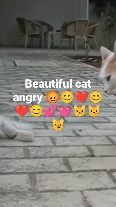 💦 [CLIP] Angry Ket 😼 Tangolive Onlyfans Leak