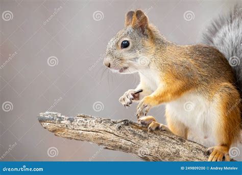 Angry Squirrel Pictures, Images and Stock Photos