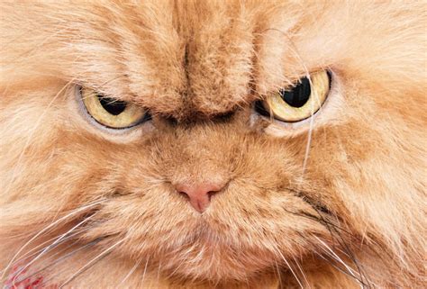 Angry cat. Things To Know About Angry cat. 