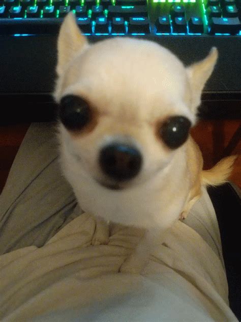 Jan 20, 2021 - The perfect Chihuahua Angry Animated GIF for your conversation. Discover and Share the best GIFs on Tenor. Jan 20, 2021 - The perfect Chihuahua Angry .... 