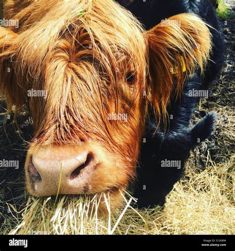 Angry cow hi-res stock photography and images - Alamy