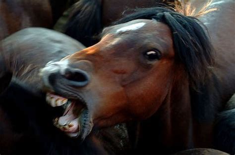 Angry horse. Things To Know About Angry horse. 