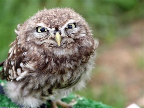 Angry owl. Things To Know About Angry owl. 