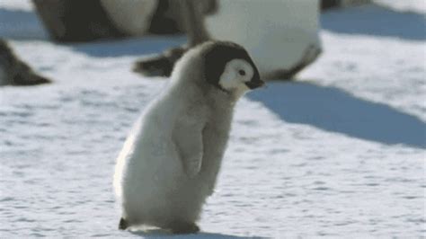 Angry penguin gif. Things To Know About Angry penguin gif. 