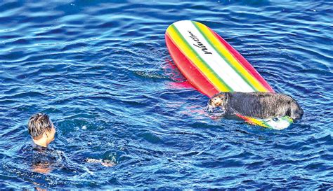 Angry sea otter shreds surfer's board in Santa Cruz
