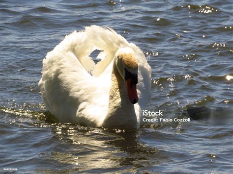 Angry swan named