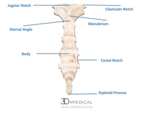 Angular notch definition of Angular notch by Medical dictionary