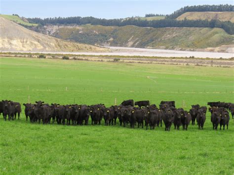 Angus cattle tick all boxes from