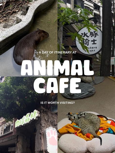 Animal's Cafe & Bistro, Konya Menü, Fiyatlar ve  Tripadvisor. 