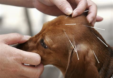 Animal Acupuncture Auckland My Precious Animals