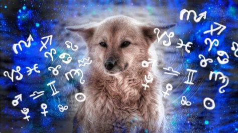 Animal Astrology Perfect Pet For Each Zodiac Sign - Astrotalk