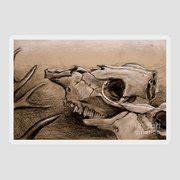 Animal Bones Drawing by Samantha Geernaert