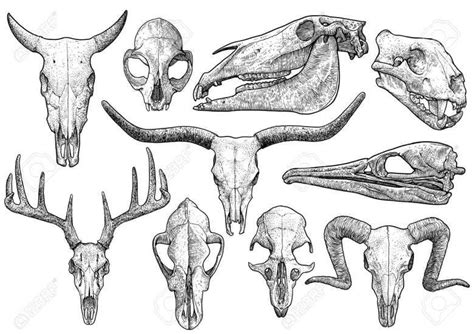 Animal Bones Drawings