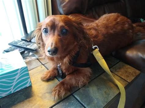 Animal Browse - Dakota Dachshund Rescue