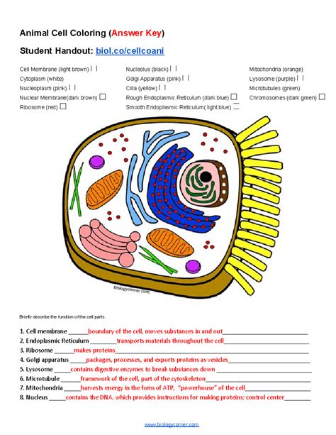Animal Cell Coloring Answer Key