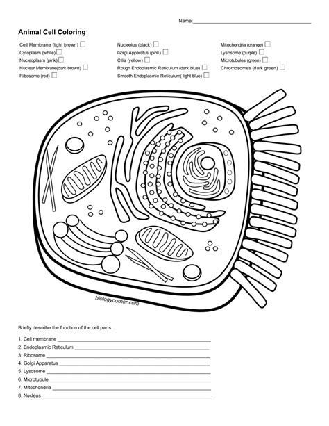 Animal Cell Coloring Pages
