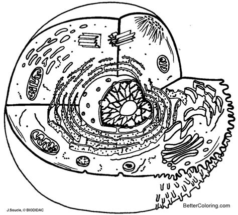 Animal Cell Diagram Coloring Pages Free Printable Coloring Pages