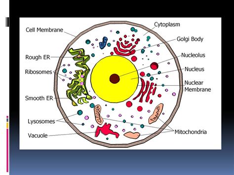 Animal Cell Diagrams Labeled Printable 101 Diagrams