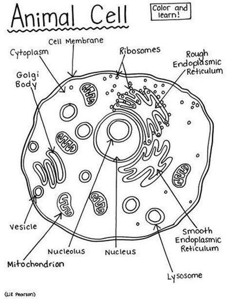 Animal Cells Coloring Workshee